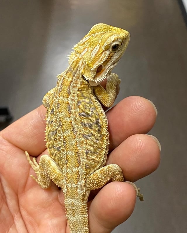 フトアゴヒゲトカゲ