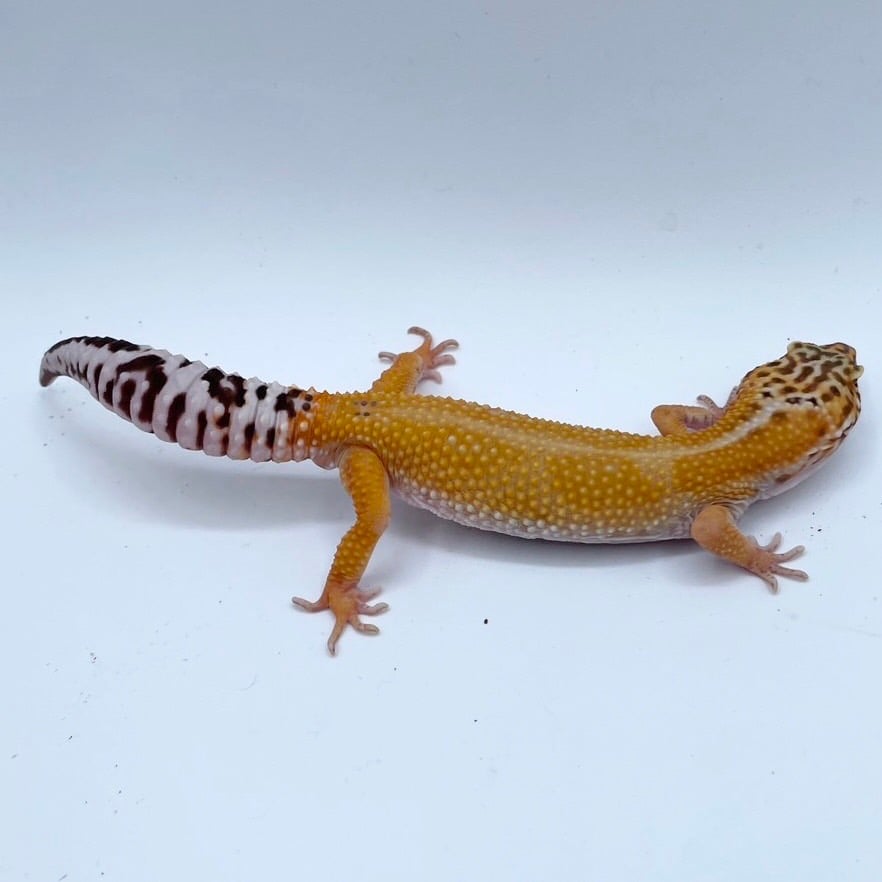 ヒョウモントカゲモドキ ストライプ