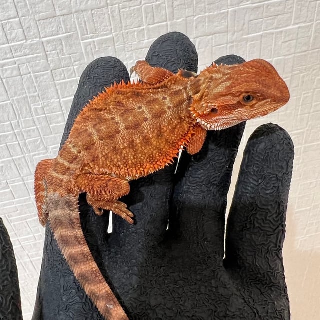 ダークレッド