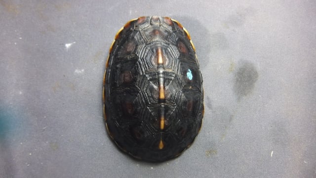 セマルハコガメ