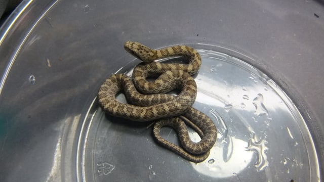 アオダイショウ