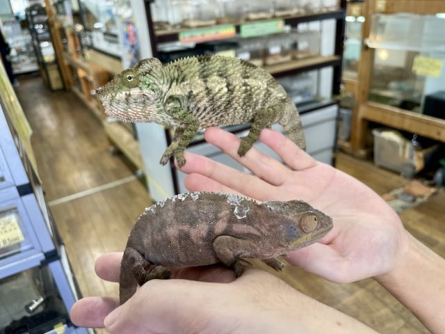 カメレオン アンカラミ