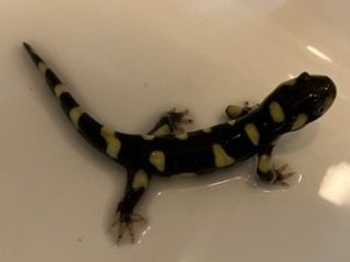 タイガーサラマンダー