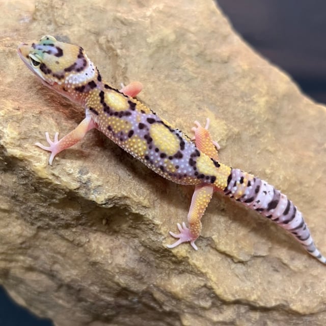 エクリプス