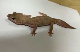 ディアブロブランコ