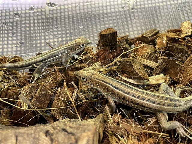 マブヤ