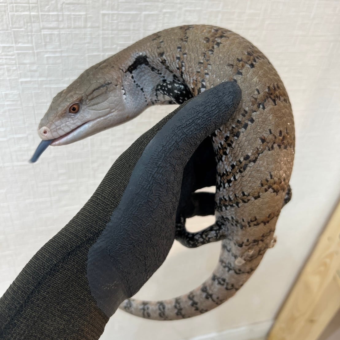 アオジタトカゲ 