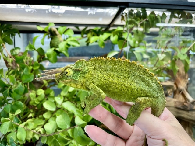 キサントロプス