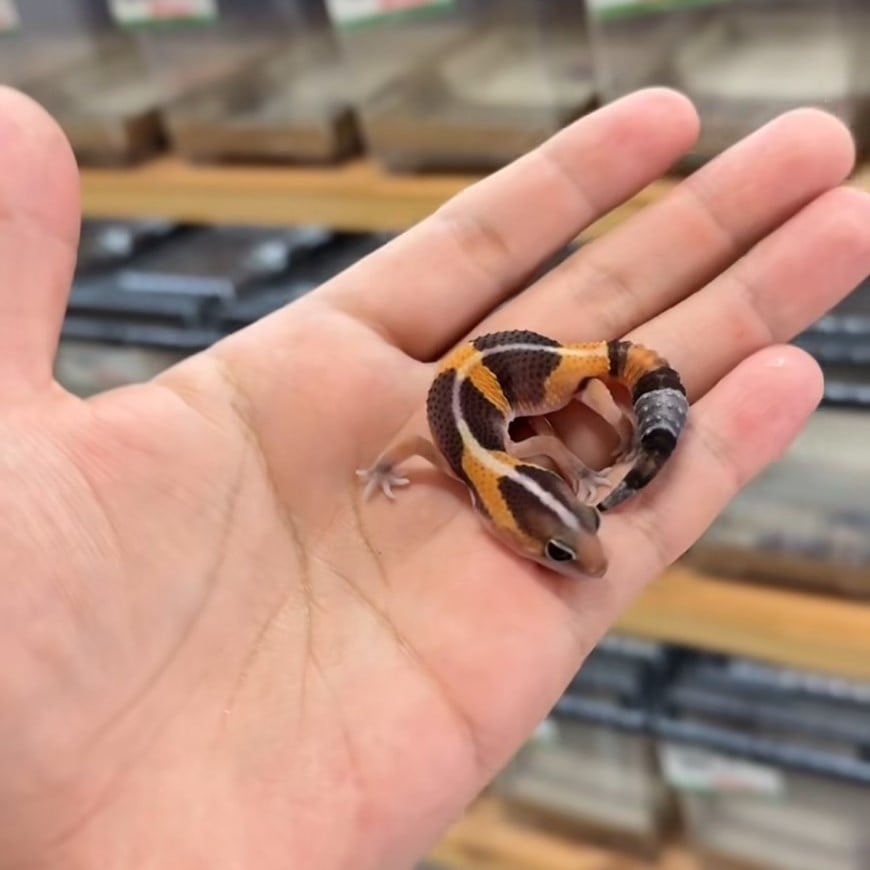 ニシアフリカトカゲモドキ ノーマルhetアメルパターンレス
