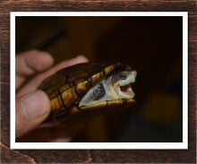 ホオアカドロガメ