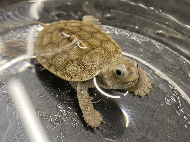 ダイヤモンドバックテラピン