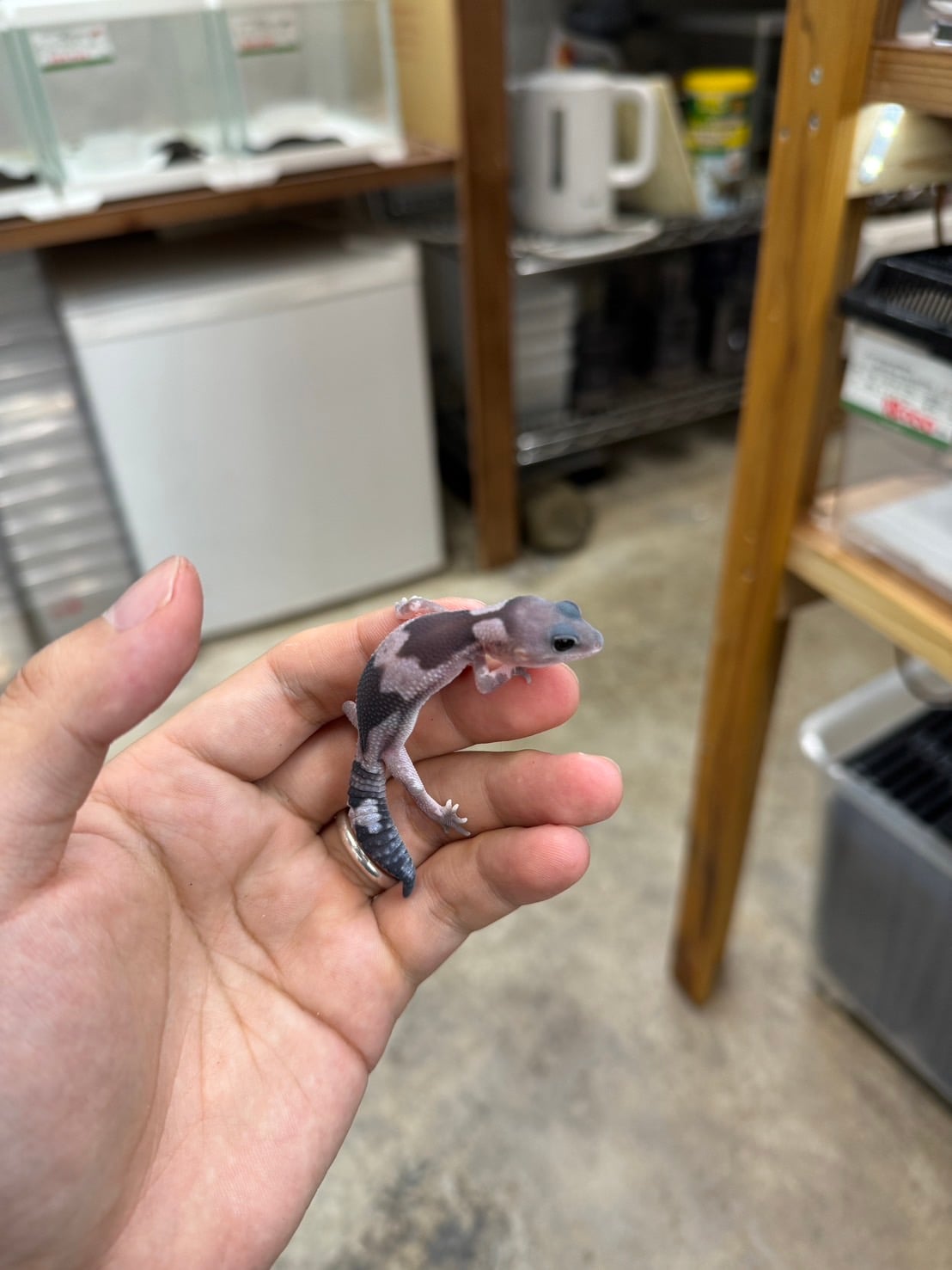 ニシアフリカトカゲモドキ オレオズールーhetキャラメル