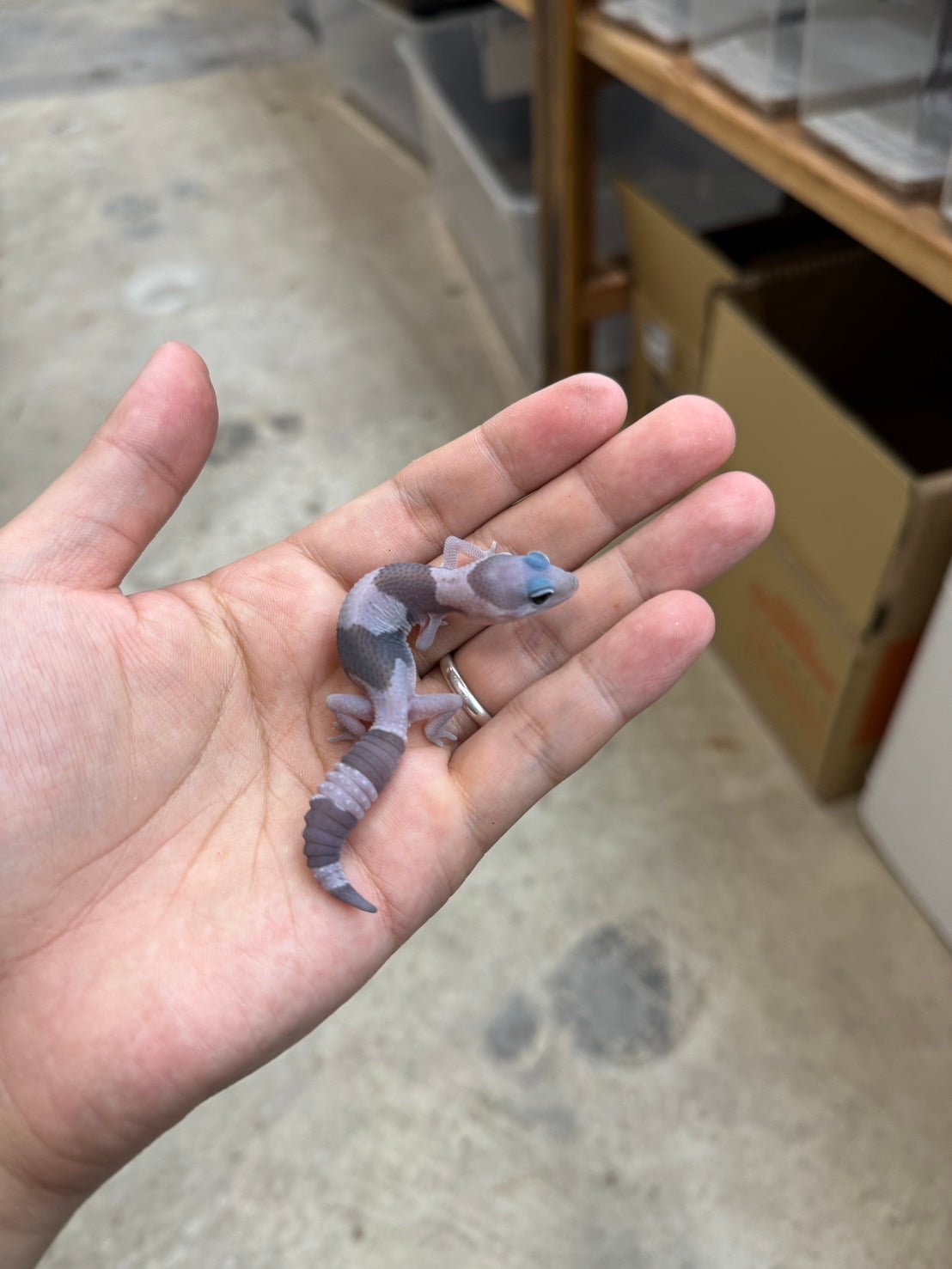 ニシアフリカトカゲモドキ ゴーストオレオhetパティ