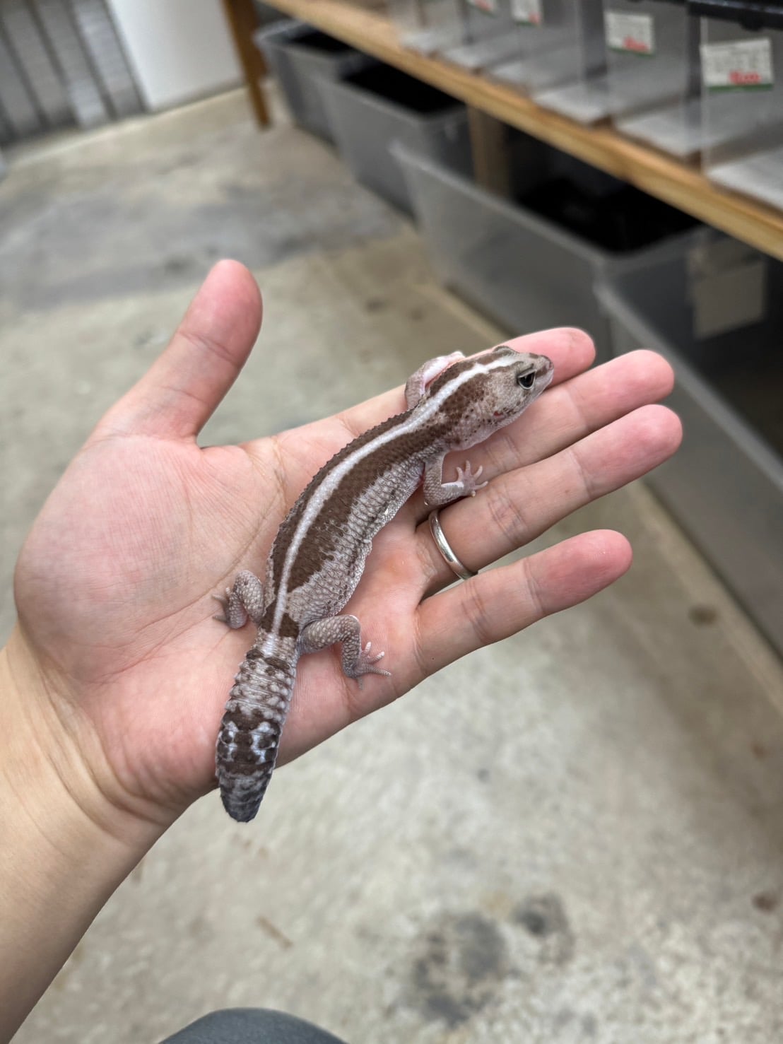 ニシアフリカトカゲモドキ オレオズールーhetゴースト