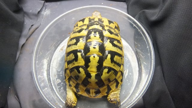 ヘルマンリクガメ