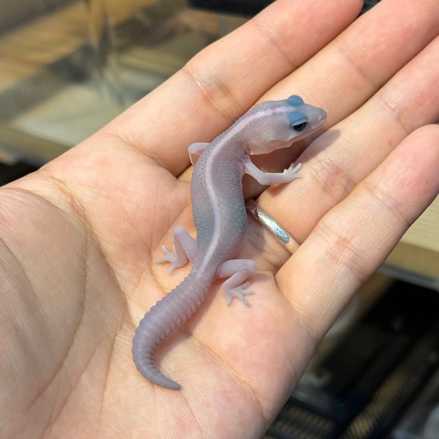 ゴーストオレオパターンレス
