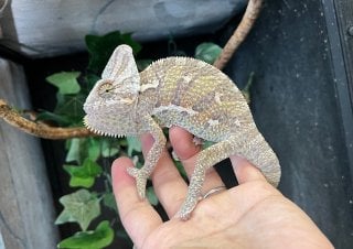 カメレオン