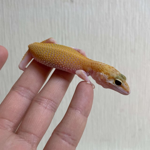 ラプター