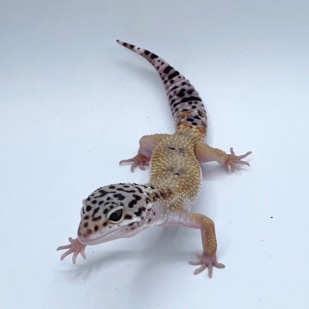 ハイイエロー