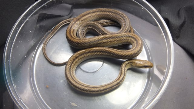 シマヘビ