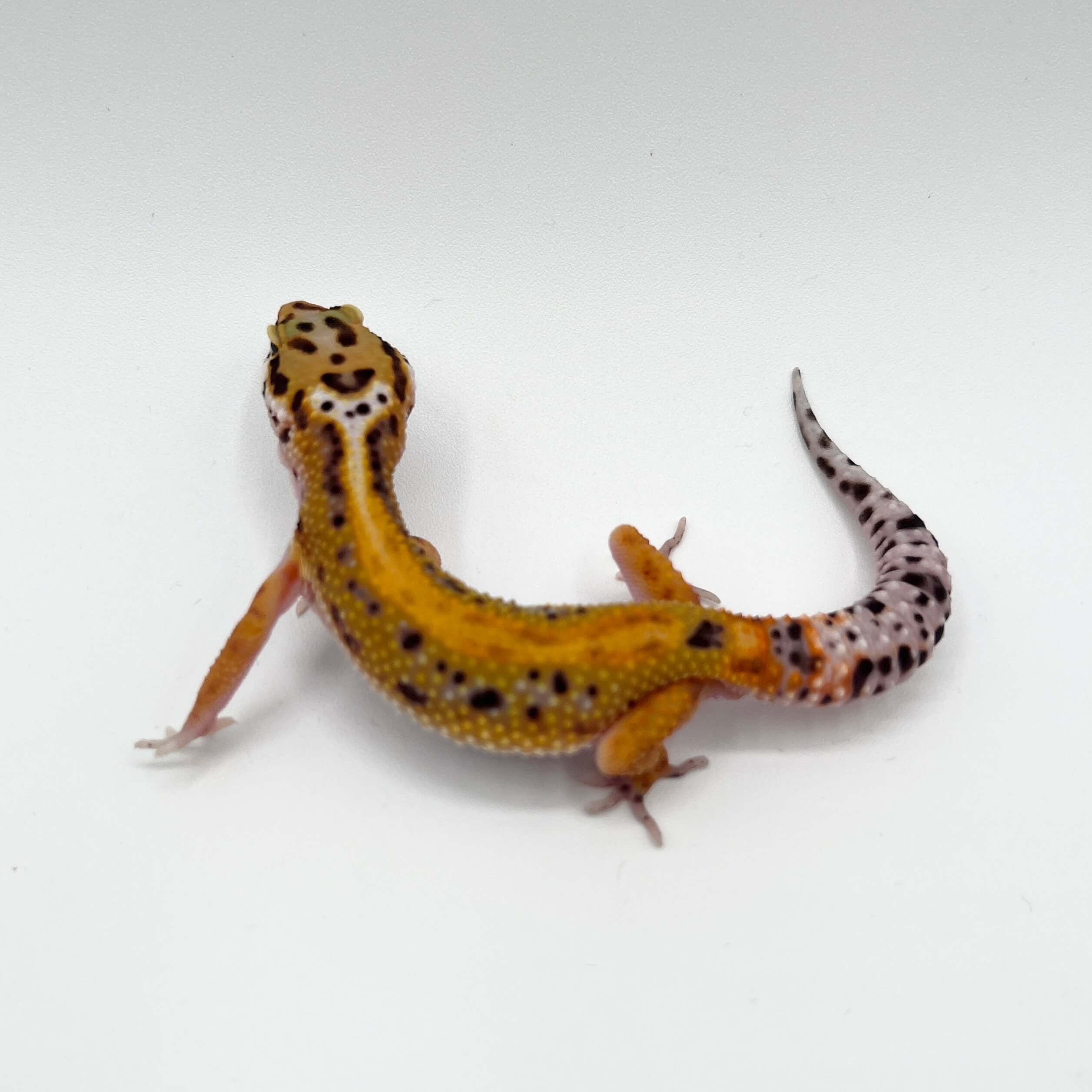 ヒョウモントカゲモドキ ボールドタンジェリントレンパーアルビノ
