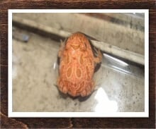ツノガエル 