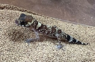 アンダーウッディサウルスミリィ
