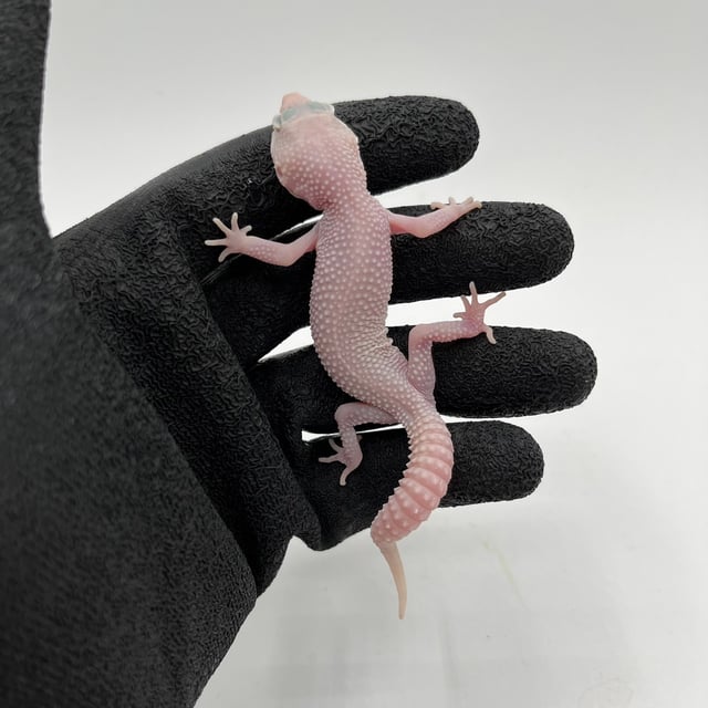 スノーディアブロブランコ