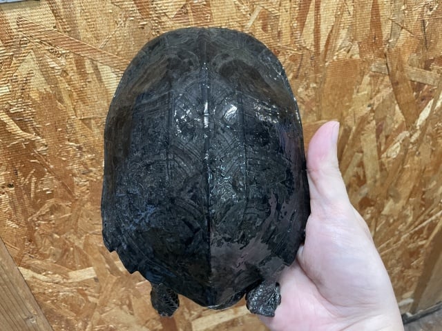 ホオジロクロガメ 