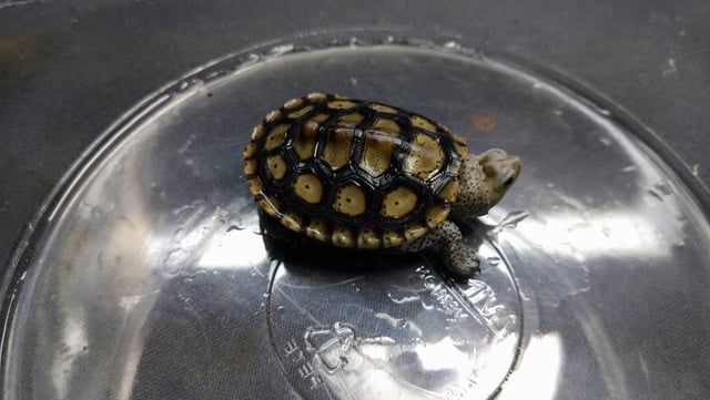 オルナータ