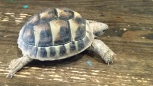 ヘルマンリクガメ 