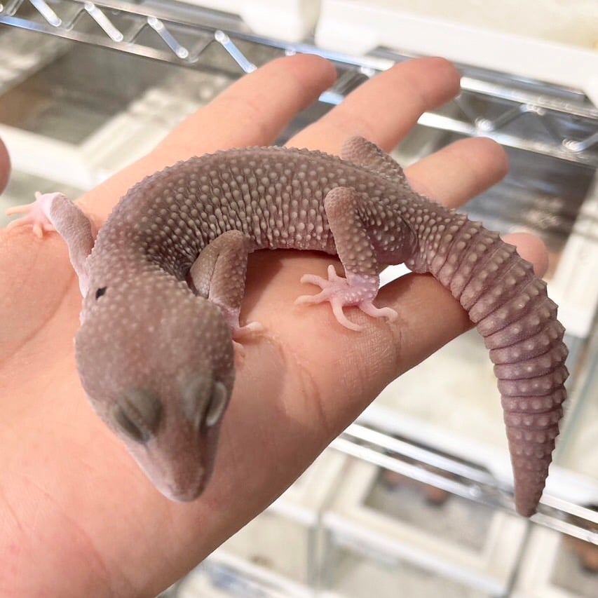 ヒョウモントカゲモドキ ブリザード