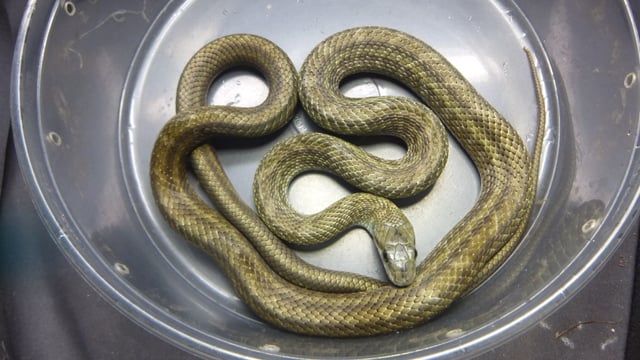 アオダイショウ