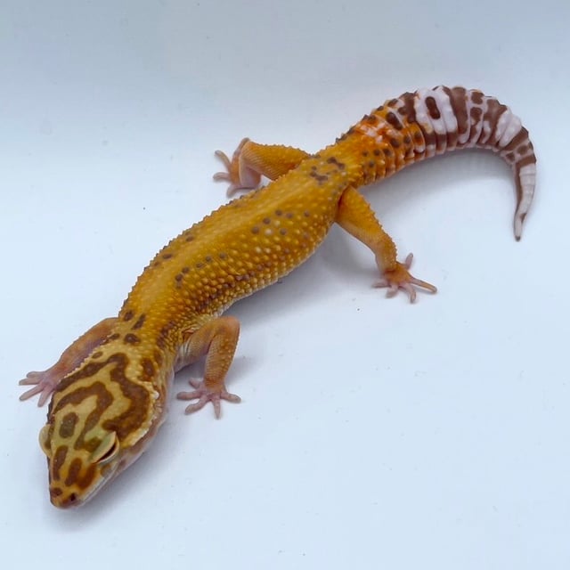 ジャングル