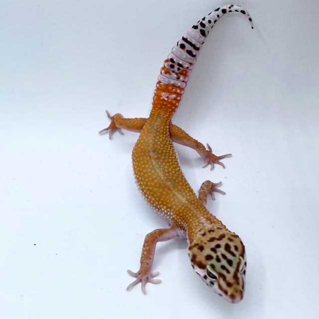 タンジェリン