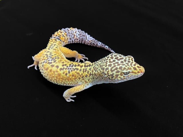 タンジェリン