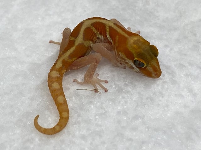 ザンテック