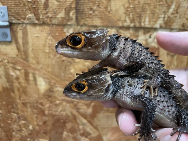 カブトトカゲ 