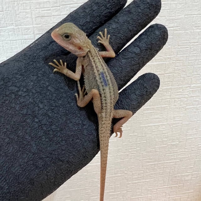 サンダーボルト