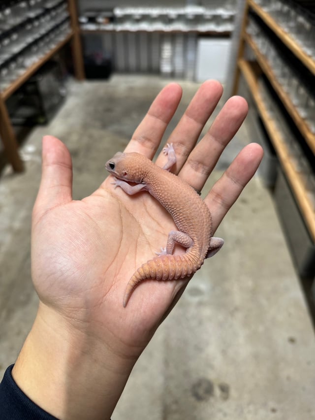 ゴーストパティhetスノー