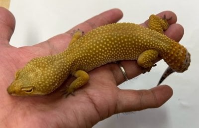 ハイポタンジェリンジャングル