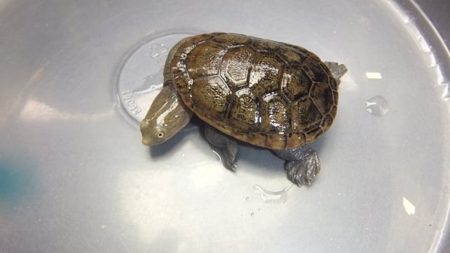ジーベンロックナガクビガメ