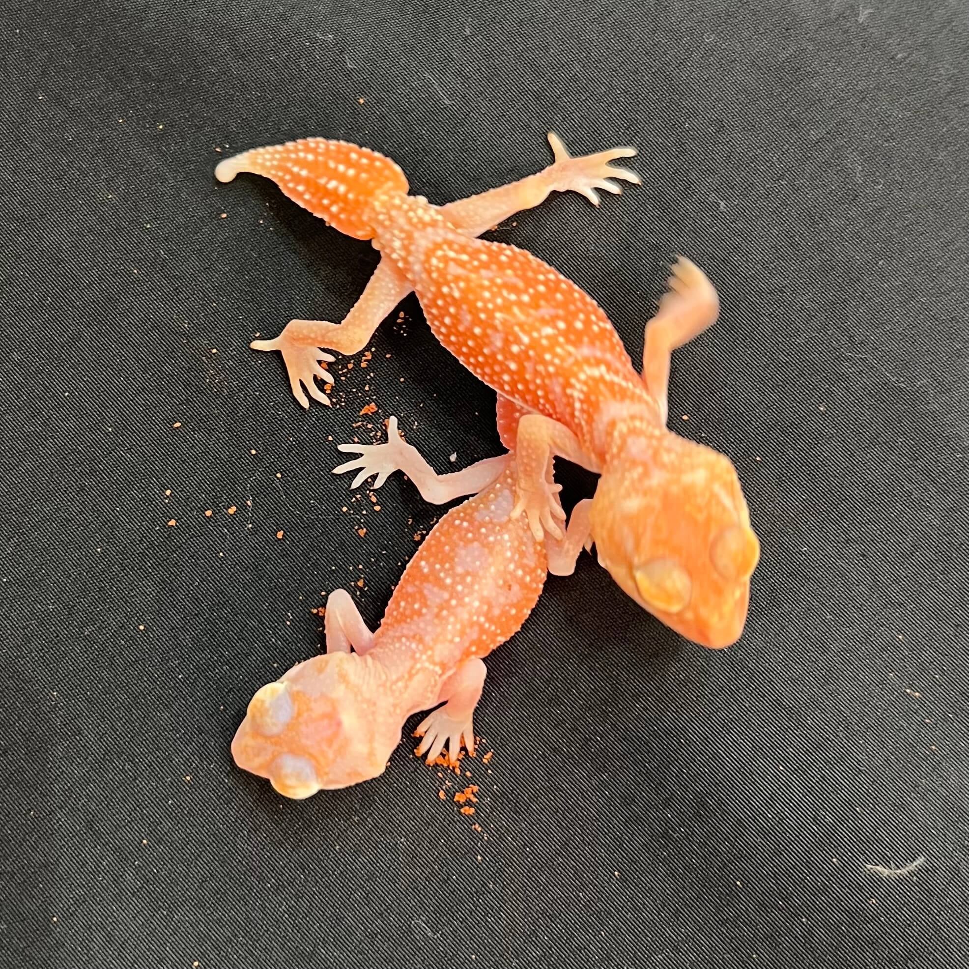 ナメハダタマオヤモリ アルビノhetパターンレス
