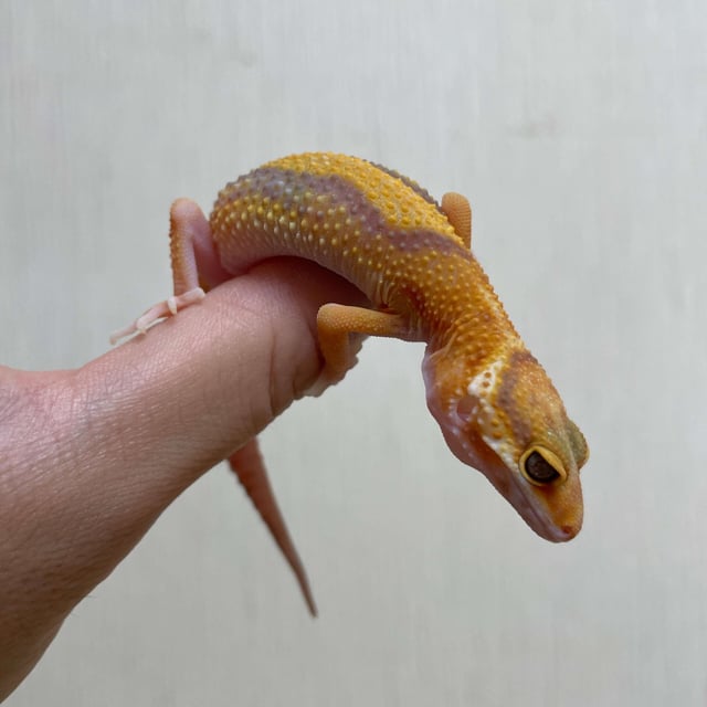 ラベンダー