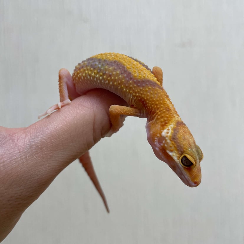 ラベンダー