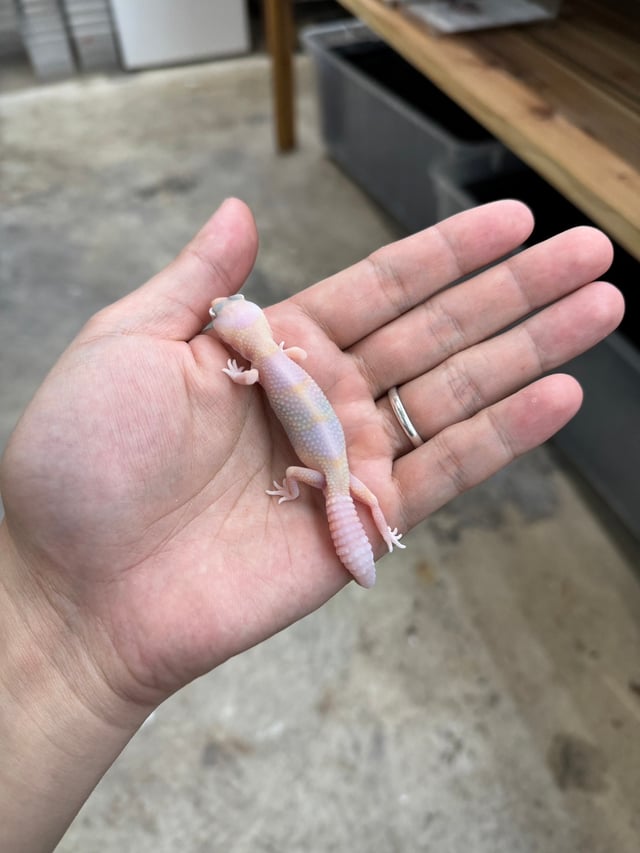 ラキビノhetパティ