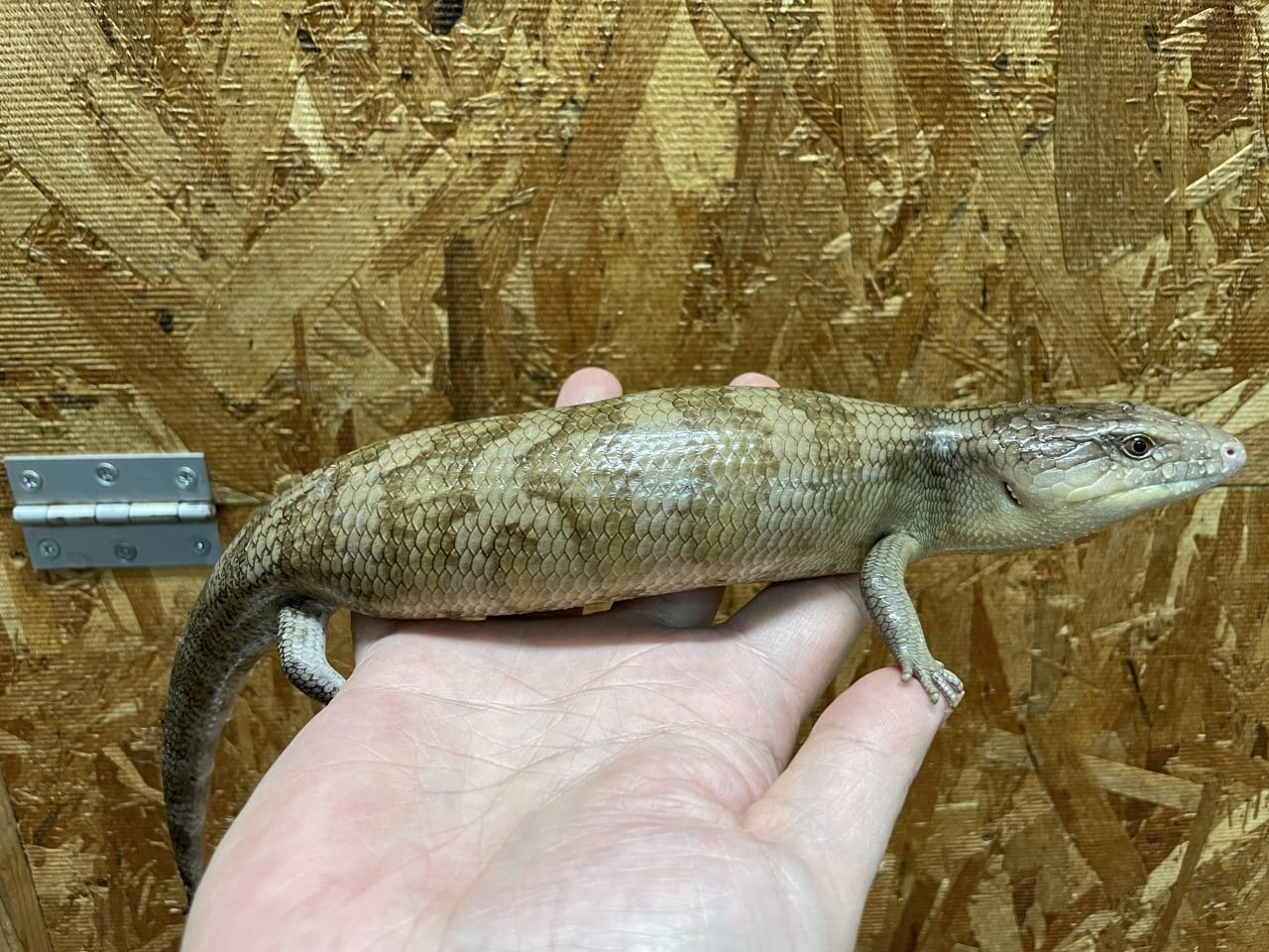 アオジタトカゲ シルバータイプ