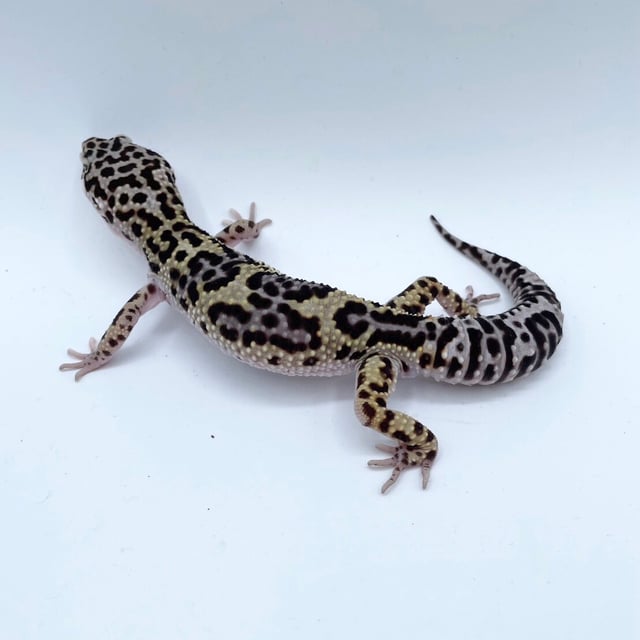 ハイイエロー