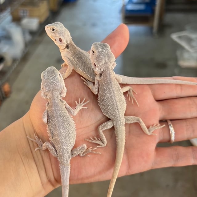 ハイポゼロ