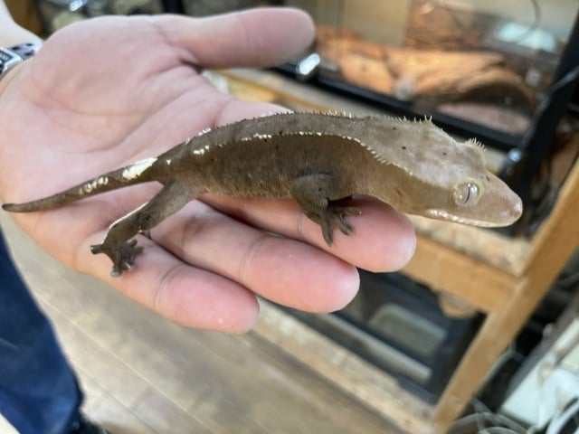 ブラックアザンティック